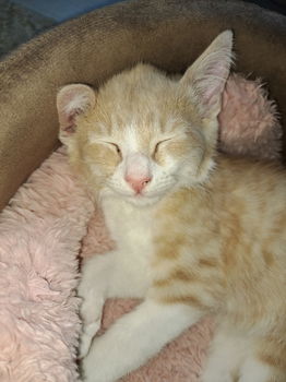 Rode kitten - 0