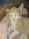 Rode kitten - 0 - Thumbnail