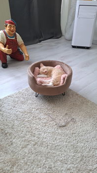 Rode kitten - 2
