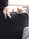Rode kitten - 3 - Thumbnail