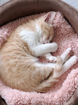 Rode kitten - 4