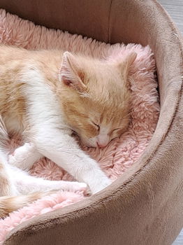 Rode kitten - 5