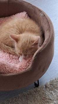 Rode kitten - 6