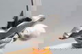 Dagger Luftwaffe Miniatur Alcoso - 3 - Thumbnail