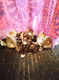 Schattige jonge kittens te koop - 0 - Thumbnail