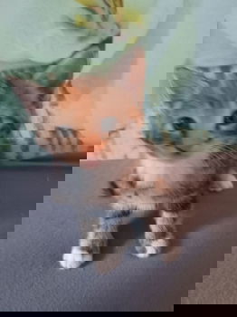 Schattige jonge kittens te koop - 1