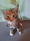 Schattige jonge kittens te koop - 1 - Thumbnail