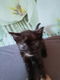 Schattige jonge kittens te koop - 2 - Thumbnail
