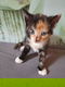 Schattige jonge kittens te koop - 3 - Thumbnail