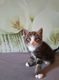Schattige jonge kittens te koop - 4 - Thumbnail