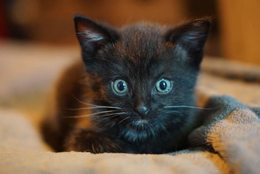 Kittens - 0