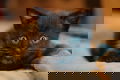 Kittens - 0 - Thumbnail