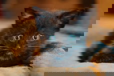 Kittens