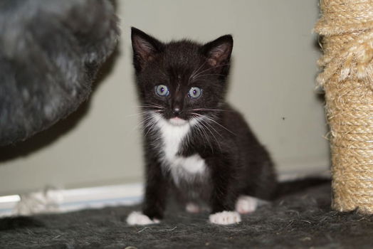 Kittens - 1