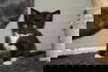 Kittens - 1 - Thumbnail