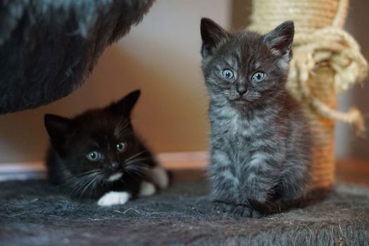 Kittens - 2
