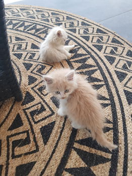 Langharige kittens - 0