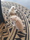 Langharige kittens - 0 - Thumbnail