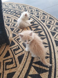 Langharige kittens