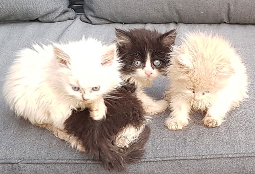 Langharige kittens - 1
