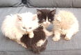 Langharige kittens - 1 - Thumbnail