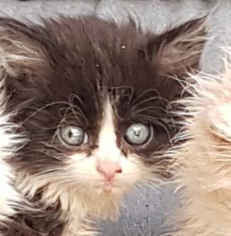 Langharige kittens - 2