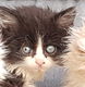 Langharige kittens - 2 - Thumbnail