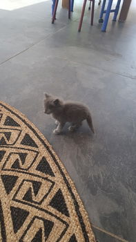 Langharige kittens - 3