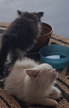 Langharige kittens - 4