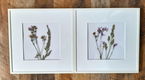Twee fotolijstjes met daarin droogbloemen in de kleur wit. - 0 - Thumbnail