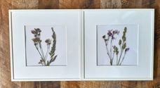 Twee fotolijstjes met daarin droogbloemen in de kleur wit.