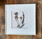 Twee fotolijstjes met daarin droogbloemen in de kleur wit. - 2 - Thumbnail