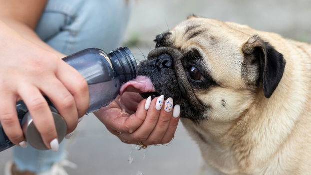 Koelmat voor Honden en Katten - 0