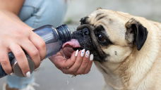 Koelmat voor Honden en Katten