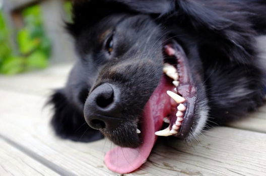 Koelmat voor Honden en Katten - 1