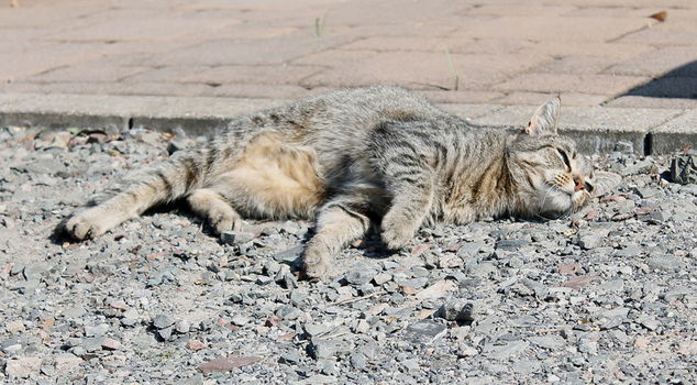 Koelmat voor Honden en Katten - 2
