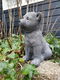 poolhond ,tuinbeeld ,kado - 6 - Thumbnail