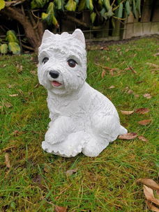 boemer hond , beeld , aanbieding