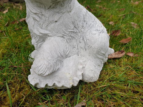 boemer hond , beeld , aanbieding - 1