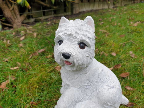 boemer hond , beeld , aanbieding - 2