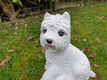 boemer hond , beeld , aanbieding - 2 - Thumbnail