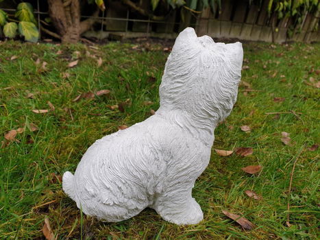 boemer hond , beeld , aanbieding - 3