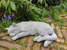 kat ,poes , beton