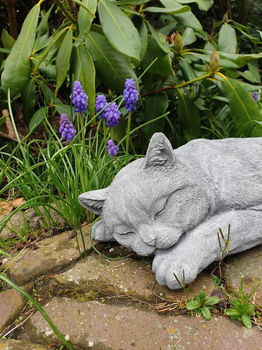 kat ,poes , beton - 1