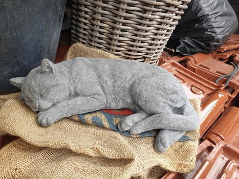 kat ,poes , beton - 2