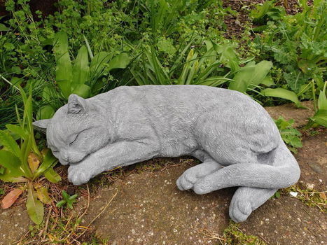 kat ,poes , beton - 3