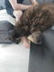 8 cyperse korthaartjes kittens - 0 - Thumbnail