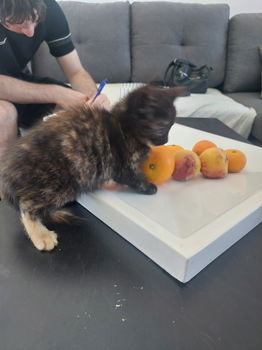 8 cyperse korthaartjes kittens - 1
