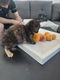 8 cyperse korthaartjes kittens - 1 - Thumbnail