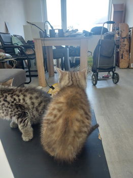 8 cyperse korthaartjes kittens - 2
